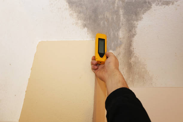 Best Black Mold Removal  in Lisbon Falls, ME